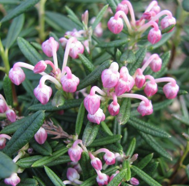 Andromeda polifolia 'Compacta' 